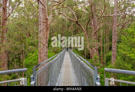 Camminando attraverso le tettoie di magnifici alberi di tingle 40 metri sopra il livello del suolo nella Valle dei Giganti - Walpole, WA, Australia Foto Stock