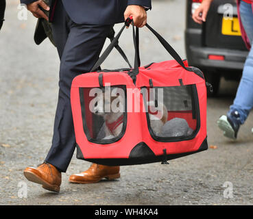 Una 15-week-vecchio Jack Russell-cross cucciolo adottato dal Primo Ministro Boris Johnson e il suo partner Carrie Symonds arriva a Downing Street, Londra. Foto Stock