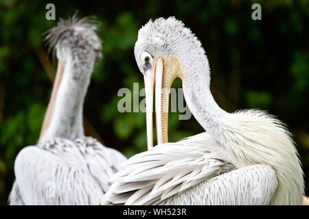 Rosa-backed pellicani 'Pelecanus rufescens' Birdland Parco e giardini a Bourton-on-the-acqua, Cotswold Foto Stock