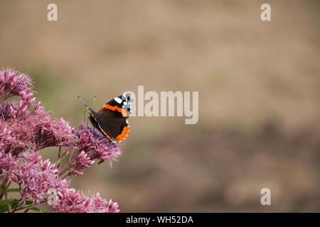 Red Admiral farfalla sul fiore rosa Foto Stock