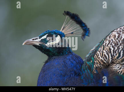 Close up, ritratto del maschio, Peacock, pavo cristatus, lo zoo di Blackpool, Lancashire, Regno Unito Foto Stock