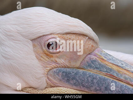 Bianco orientale pelican, Pelecanus onocrotalus, lo Zoo di Blackpool, Lancashire, Regno Unito Foto Stock