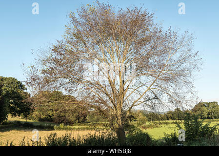 Il frassino (Fraxinus excelsior) gravemente colpiti da deperimento delle ceneri malattia (Hymenoscyphus fraxineus) sul confine tra Herefordshire e Powys, Regno Unito Foto Stock