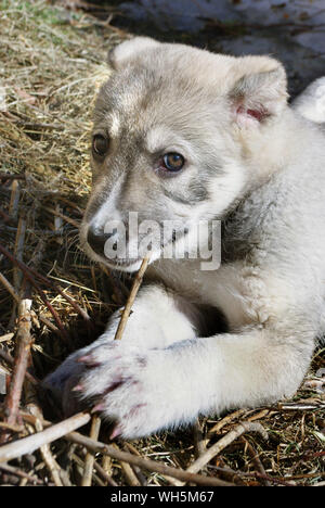 Funny piccolo cucciolo dei paesi dell Asia centrale - cane pastore rosicchia un bastone giacente a terra Foto Stock