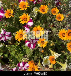 Namaquland margherite e Patunias durante una passeggiata invernale in giardino Foto Stock