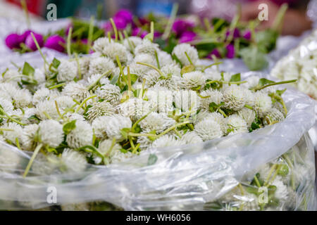 Sacchetti di сlover bianco trifoglio o per rendere tradizionali ghirlanda di fiori offerte phuang malai a Pak Khlong Talat, Bangkok il mercato dei fiori. Della Thailandia Foto Stock