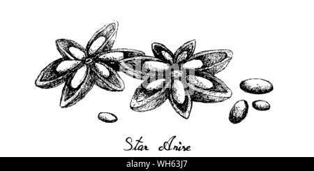 Le piante di erbe, disegnati a mano illustrazione di essiccato di anice stellato, Anice Stellato o Illicium verum utilizzato per il condimento di cottura. Illustrazione Vettoriale