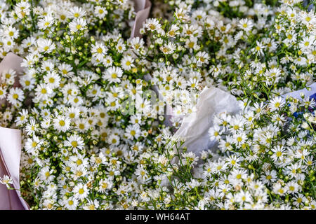 Mazzi di fiori di colore bianco fiori aster a Pak Khlong Talat, il famoso mercato dei fiori a Bangkok, in Thailandia. Foto Stock