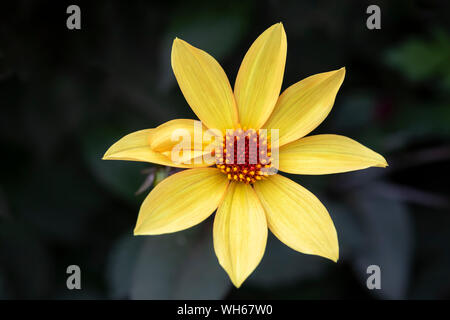 Primo piano del vescovo di York Dahlia fiorito in un giardino inglese, Inghilterra, Regno Unito Foto Stock