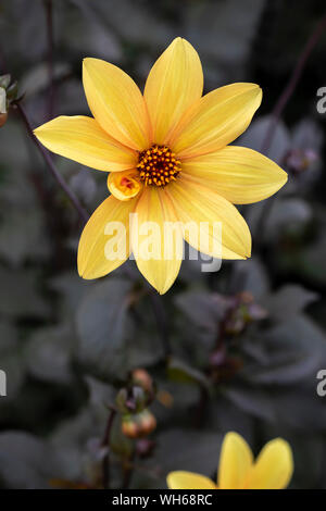 Primo piano del vescovo di York Dahlia fiorire in un giardino inglese, Regno Unito Foto Stock