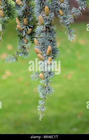 In prossimità di una diramazione dal blu Atlas Cedar Glauca, Cedrus atlantica glauca Foto Stock