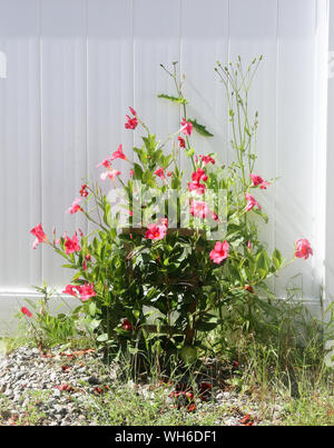 Fiore rosso nel cortile. - Immagine Foto Stock