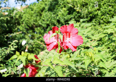 Fiore rosso nel cortile. - Immagine Foto Stock