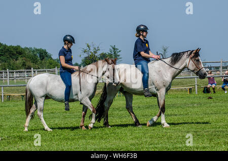Il programma sulla fiera di Schloss Hof è pieno di varietà e dà esecutori degli animali una possibilità di mostrare tutto ciò che hanno appreso. Foto Stock