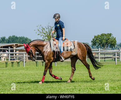 Il programma sulla fiera di Schloss Hof è pieno di varietà e dà esecutori degli animali una possibilità di mostrare tutto ciò che hanno appreso. Foto Stock