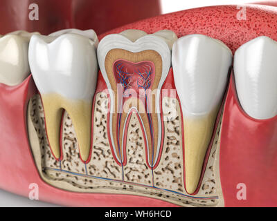 Denti umani anatomia. Sezione trasversale del dente umano. 3d illustrazione Foto Stock