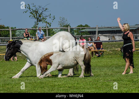 Il programma sulla fiera di Schloss Hof è pieno di varietà e dà esecutori degli animali una possibilità di mostrare tutto ciò che hanno appreso. Foto Stock