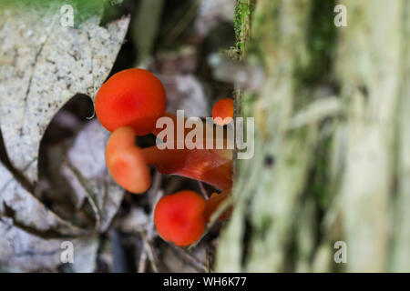 Foresta di funghi selvatici nel Maine Foto Stock