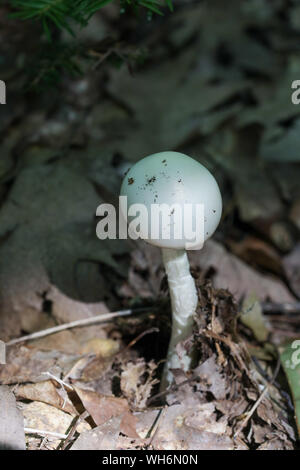 Foresta di funghi selvatici nel Maine Foto Stock