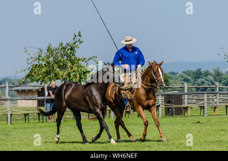 Il programma sulla fiera di Schloss Hof è pieno di varietà e dà esecutori degli animali una possibilità di mostrare tutto ciò che hanno appreso. Foto Stock