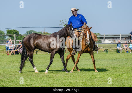 Il programma sulla fiera di Schloss Hof è pieno di varietà e dà esecutori degli animali una possibilità di mostrare tutto ciò che hanno appreso. Foto Stock