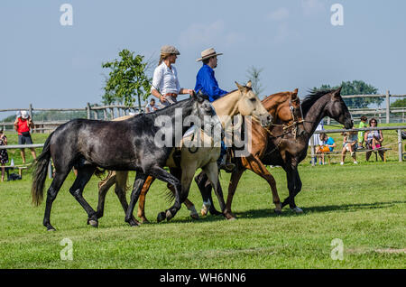 Il programma sulla fiera di Schloss Hof è pieno di varietà e dà esecutori degli animali una possibilità di mostrare tutto ciò che hanno appreso. Foto Stock