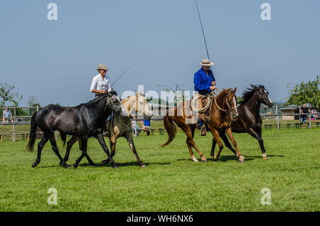 Il programma sulla fiera di Schloss Hof è pieno di varietà e dà esecutori degli animali una possibilità di mostrare tutto ciò che hanno appreso. Foto Stock