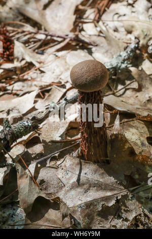 Foresta di funghi selvatici nel Maine Foto Stock