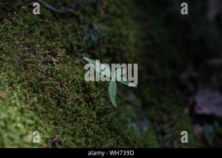 Foresta di funghi selvatici nel Maine Foto Stock