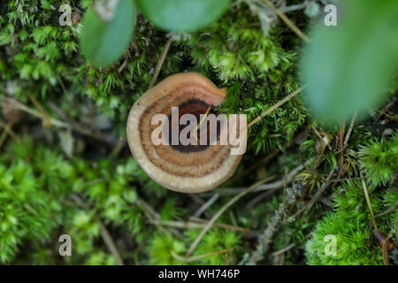 Foresta di funghi selvatici nel Maine Foto Stock