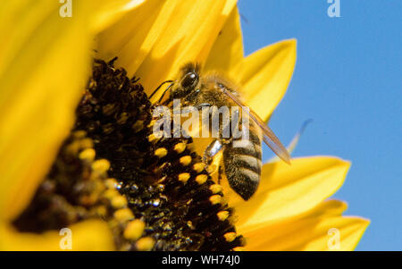 02 settembre 2019, Bassa Sassonia, Springe: Un'ape coperti con il polline si siede su un girasole. Foto: Julian Stratenschulte/dpa Foto Stock