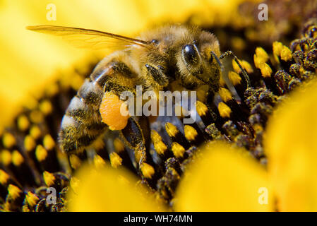 02 settembre 2019, Bassa Sassonia, Springe: Un'ape coperti con il polline si siede su un girasole. Foto: Julian Stratenschulte/dpa Foto Stock