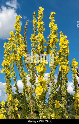 Primo piano di giallo verbascum (mullein) fiori fioriti contro il cielo blu in estate Inghilterra Regno Unito GB Gran Bretagna Foto Stock