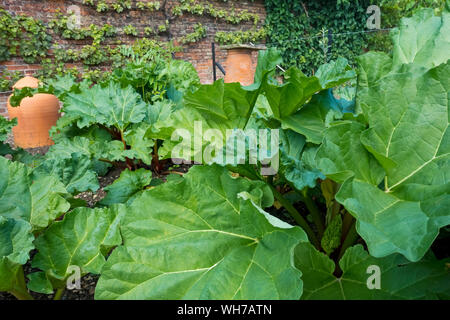 Piante di rabarbaro che crescono su un terreno di giardino di allotment in Inghilterra di estate Regno Unito GB Gran Bretagna Foto Stock