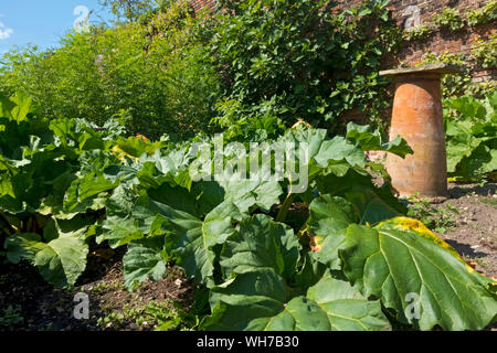 Rabarbaro e cloche di argilla per forzare rabarbaro precoce su un terreno giardino di assegnazione in estate Inghilterra Regno Unito GB Gran Bretagna Foto Stock