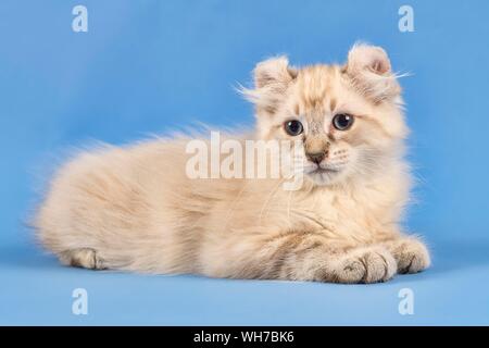Breedcat American Curl (Felis silvestris catus), sdraiato, blue tabby point, giovani, dieci settimane, sfondo blu, Austria Foto Stock