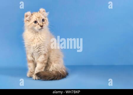 Breedcat American Curl (Felis silvestris catus), blue tabby point, giovani, dieci settimane, sfondo blu, Austria Foto Stock