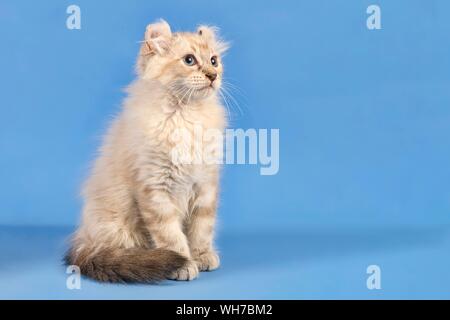 Breedcat American Curl (Felis silvestris catus), blue tabby point, giovani, dieci settimane, seduti, sfondo blu, Austria Foto Stock