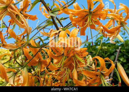 Primo piano di giglio arancione (Lilium) gigli fiore fiori fioriti e cielo blu in estate Inghilterra Regno Unito GB Gran Bretagna Foto Stock