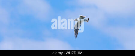 A testa nera gull-Mouette rieuse (Chroicocephalus ridibundus), Auvergne, Francia. Foto Stock