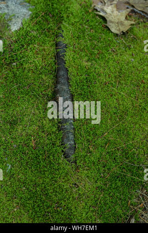 Foresta di funghi selvatici nel Maine Foto Stock