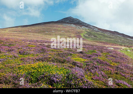 Yr Eifl si trova sulla penisola di Llŷn nel Galles del Nord. In effetti ha tre vertici noti come i rivali. Qui si vede con erica e ginestre in piena fioritura. Foto Stock