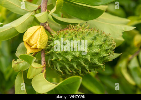 Frutta Soursop sui suoi alberi, in Martinica. Foto Stock