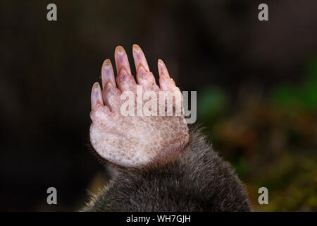 Unione Mole (Talpa europaea) close-up di hind piede, Monmouth Galles, può Foto Stock