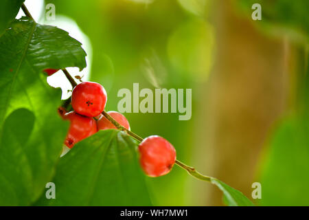 Rukam Masam è una sorta di ciliegina rossa tipo frutti che crescono sugli alberi Foto Stock