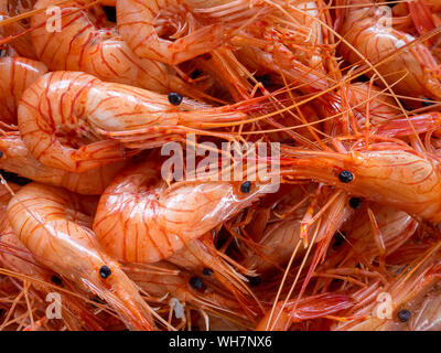 Bollito di piccoli gamberi close up Foto Stock