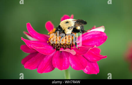 Primo piano della trafficata Bumblebee impollinatori rosa colorato Zinnia fiore d'estate,Quebec,Canada Foto Stock