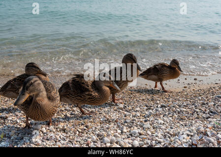 Gruppo di anatre in piedi sulla riva del Lago di Garda Foto Stock