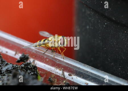Close up del soldato fly che vagamente somigliante ad una vespa Foto Stock