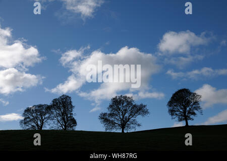 Alberi in silhouette contro il cielo blu e nuvole, Lake District, England, Regno Unito Foto Stock